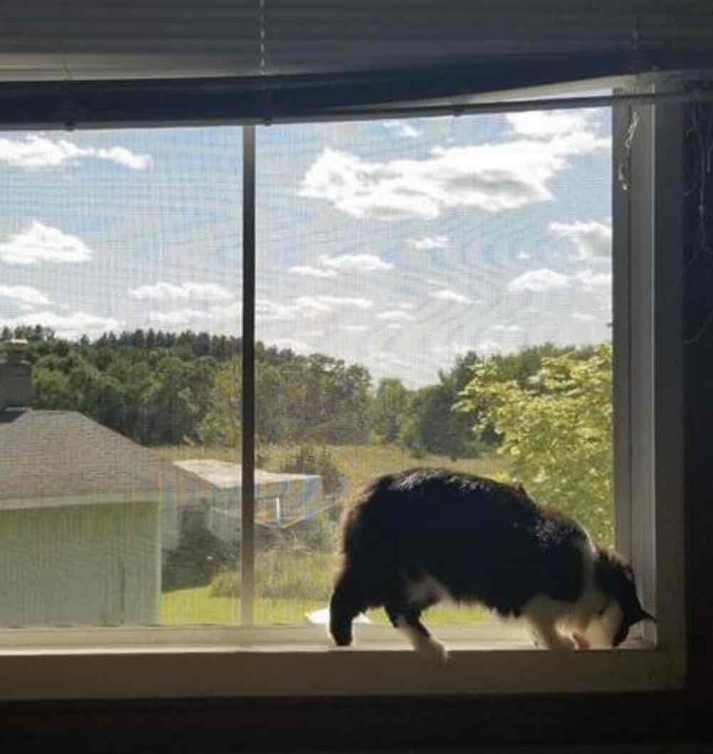 Window Mesh For Cats - Black Frame - 500mm x 500mm | 19in x 19in, image 6