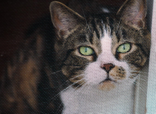 Window Mesh For Cats - Black Frame - 500mm x 500mm | 19in x 19in, image 7